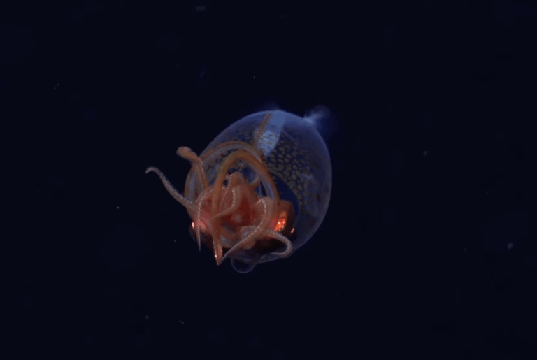 Deep Sea Discovery: First Footage of Colossal Squid Stuns Scientists
